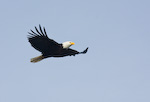 Bald Eagle In Flight